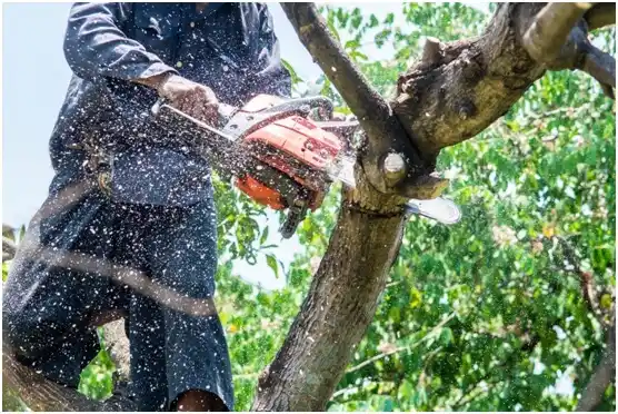 tree services Baraboo